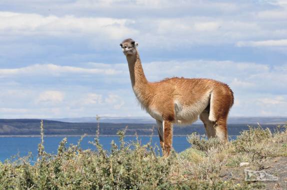 Encontro com guanacos no nosso caminho para o parque Torres del Paine, no sul do Chile
